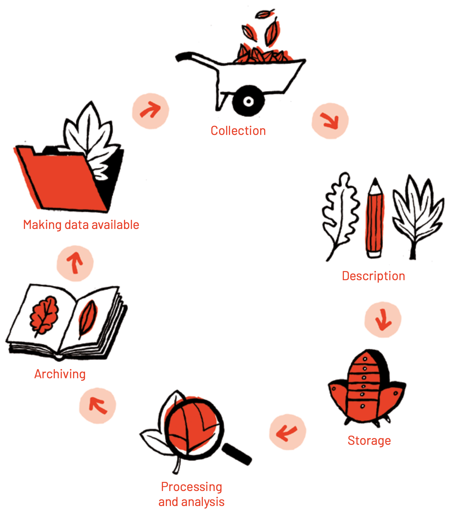 A circular flow diagram illustrating the data management lifecycle using leaf-themed illustrations. The six stages, moving clockwise, are: Collection – Represented by a wheelbarrow full of leaves; Description – Shown with a pencil and two leaves resembling writing or labelling; Storage – Depicted as a filing cabinet shaped like a leaf; Processing and analysis – Illustrated with a magnifying glass examining a leaf; Archiving – Shown as an open book with pressed leaves; Making data available – Represented by a file folder containing leaves; Each stage is connected with red arrows forming a circular flow, suggesting a continuous data management process.