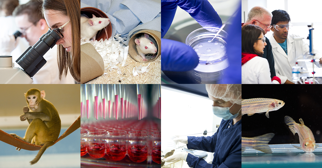 Image showing a collage of 8 images, four wide by two high. The images from top left are: a woman looking through a microscope, two white mice, a petri dish, a group of three people in a lab environment, a macaque monkey, an in vitro plate containing a clear red solution with a multipipette above it, a researcher holding a small brown mouse and three zebrafish.